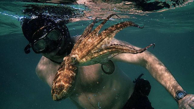image de la news La Sagesse de la pieuvre sur Netflix : c'est quoi ce documentaire étonnant récompensé aux Oscars ?