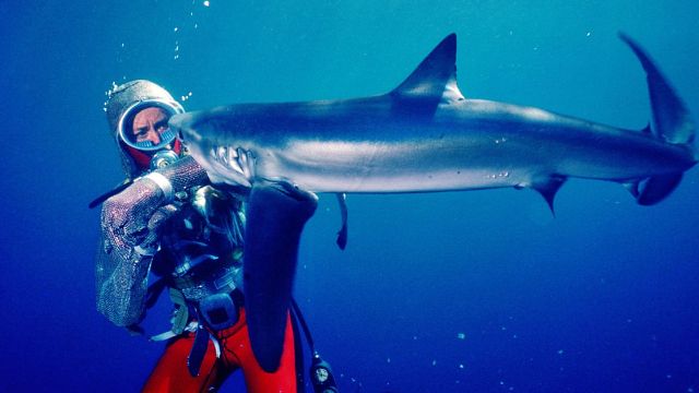 image de la news Face aux requins sur Disney+ : "Valerie Taylor, c'est un peu votre Commandant Cousteau en France"