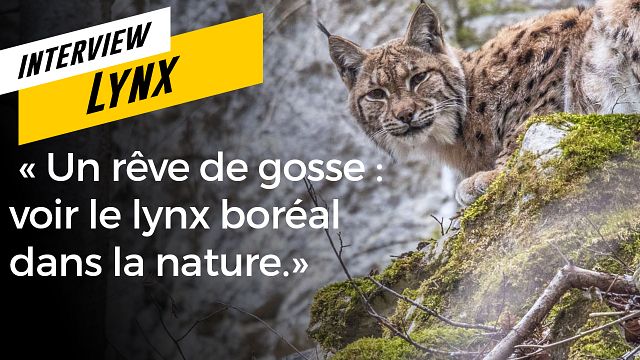 image de la news Lynx : un documentaire authentique sur les traces d'un félin mystérieux et secret