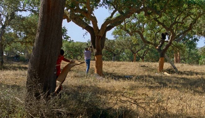 Photo du film Les Saisons