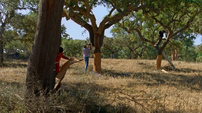 Photo du film Les Saisons