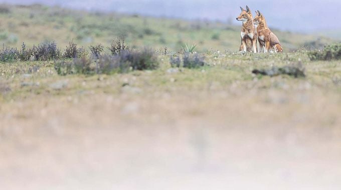 Photo du film Le Secret du Loup d'Éthiopie