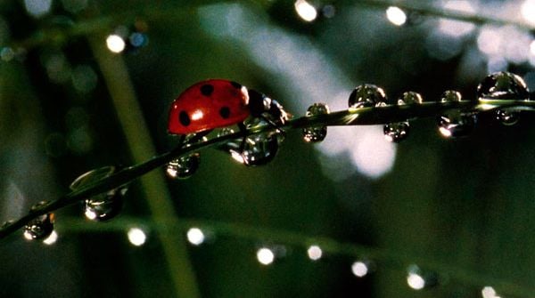 Photo du film Microcosmos: Le peuple de l'herbe