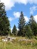 poster de Au cœur des parcs naturels régionnaux de Rhône-Alpes-Auvergne