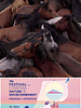 poster de 5 courts métrages : Orgueil et préjugés – Festival du Cinéma Nature et Environnement  2024