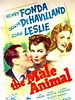 poster de The Male Animal