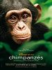 poster de Chimpanzés