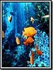 poster de Un Paradis sous la mer