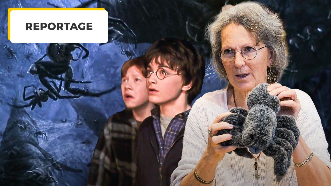 5 Preconceived Ideas About Spiders: Expert Deciphers Harry Potter, Spider-Man, Minuscule…