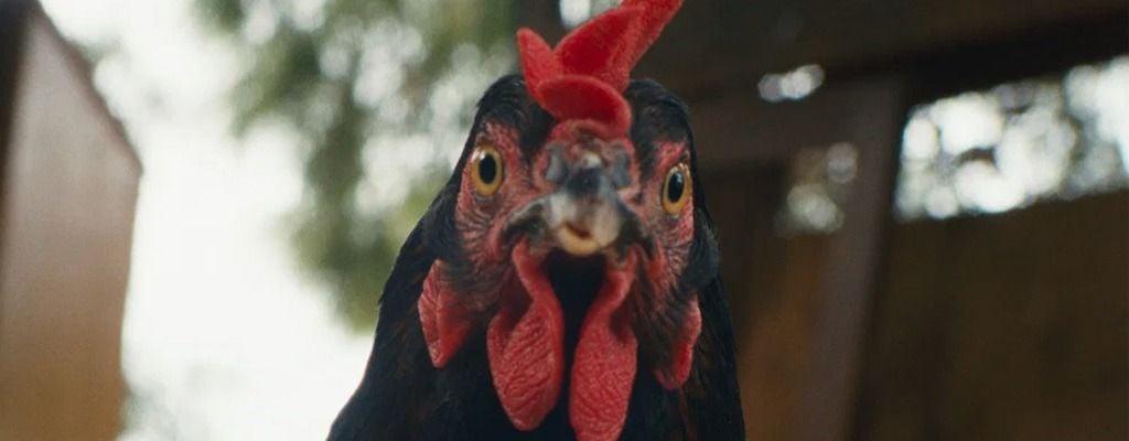 Une véritable épopée… à travers le regard d’une poule !