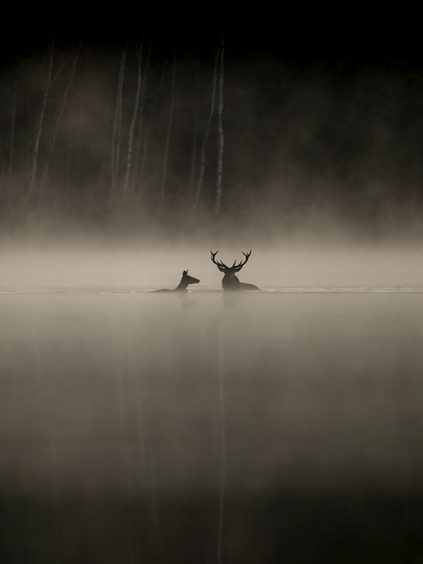 Le Chant des forêts streaming gratuit