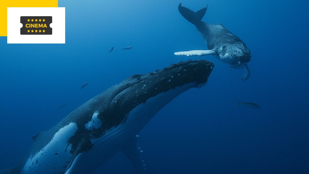 Jean Dujardin tells the story of the whales: Guardians of the Planet offers an immersive cinematic journey