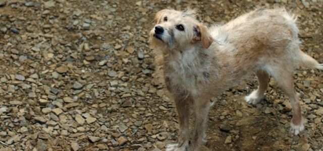 Nous aussi, on a eu la larme à l'œil
