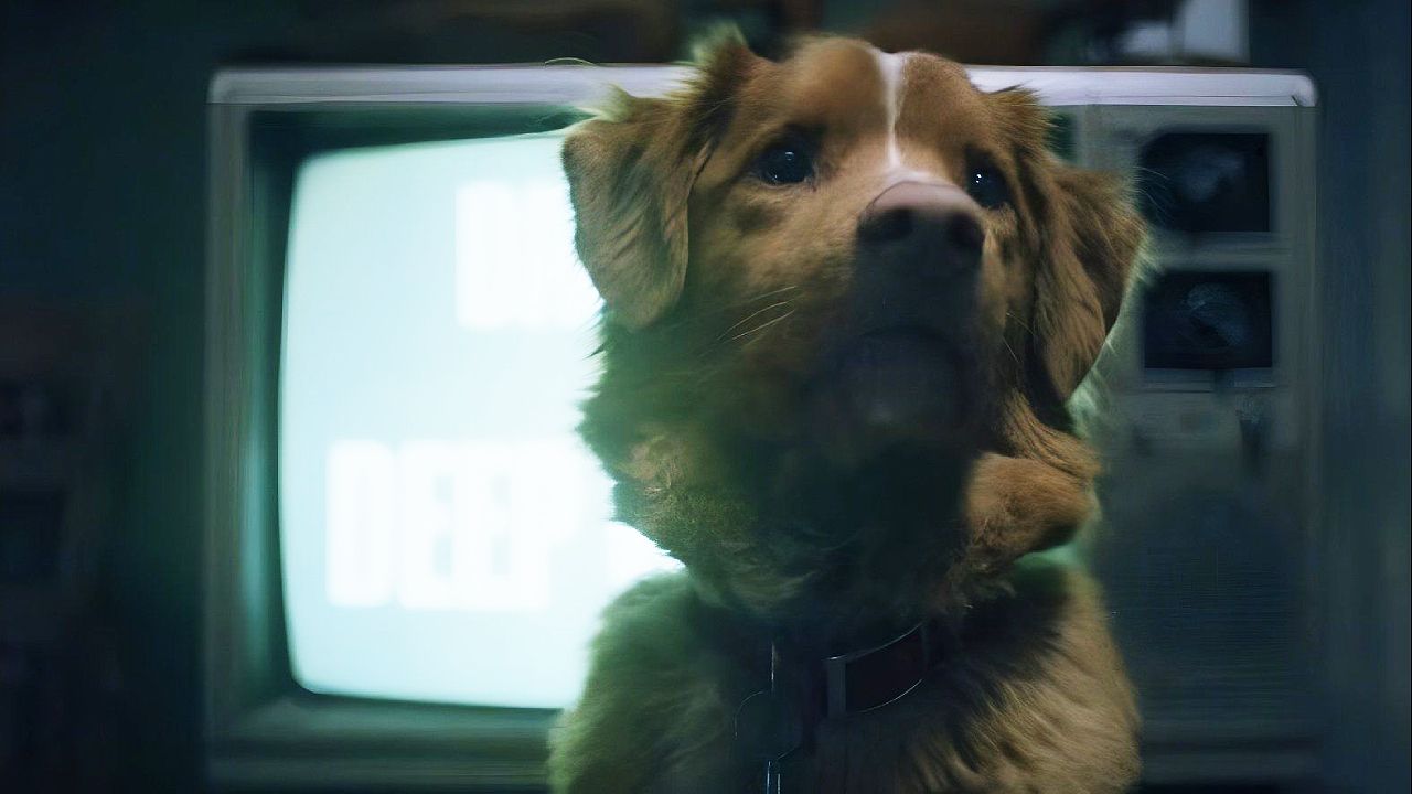 Good guy: Will you survive a dog? How did the shoots go? We answer all your questions!