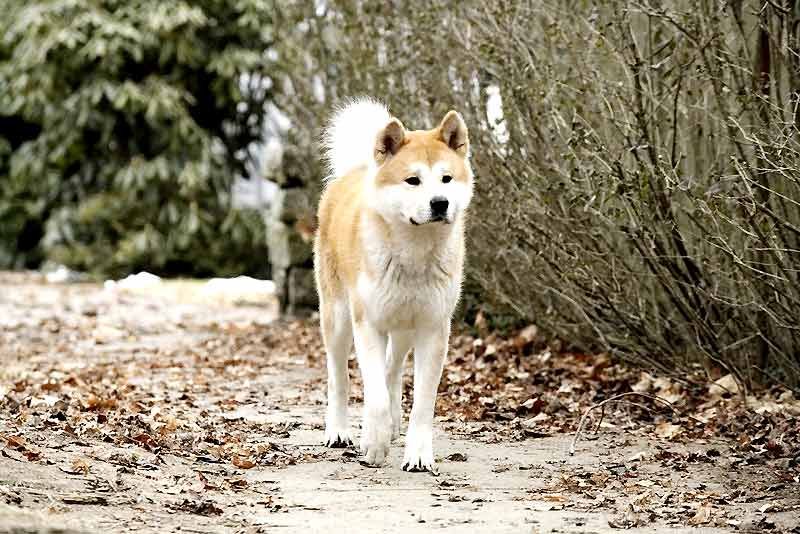 Hatchi Streaming Vf Gratuit Photo du film Hatchi - Photo 12 sur 27 - AlloCiné