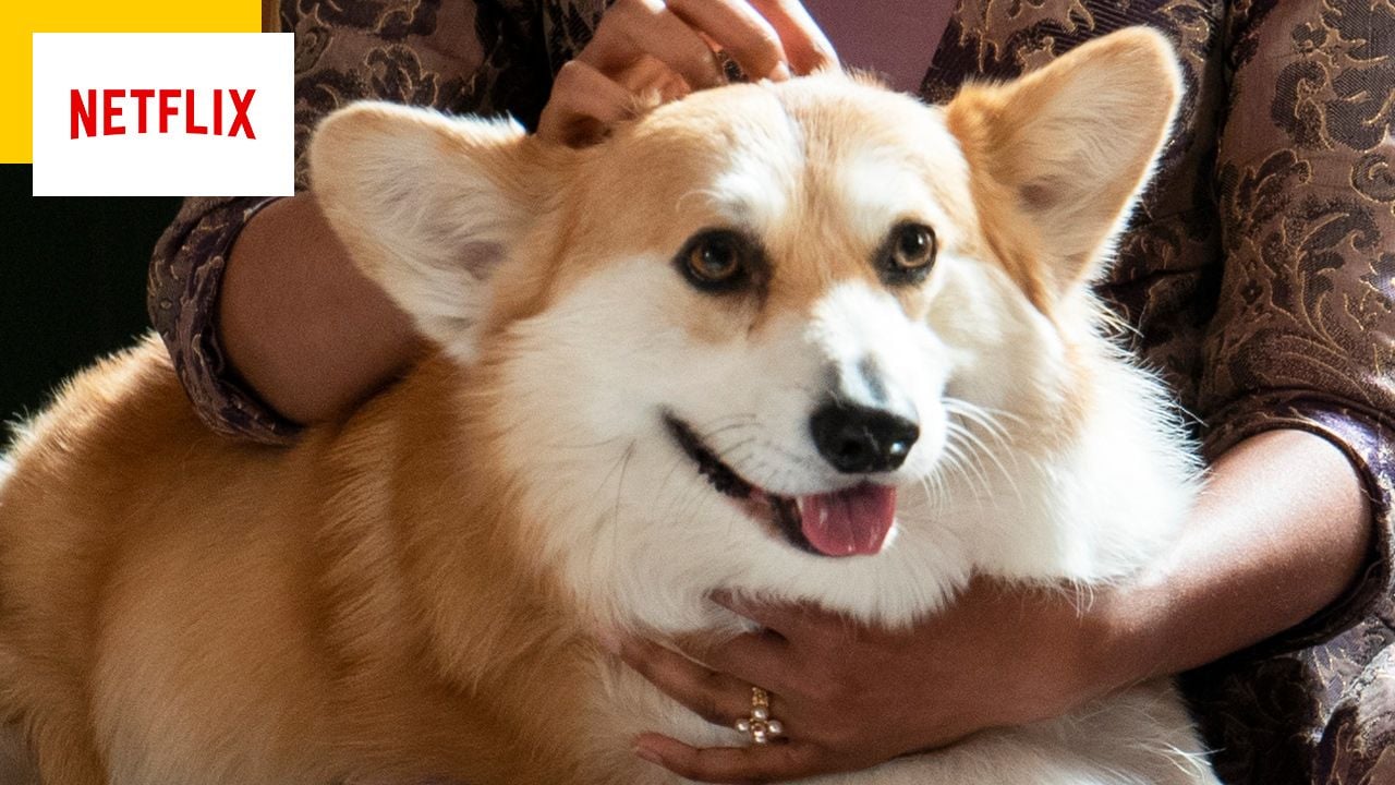 Bridgetton: The fascinating Corgi is a total historical disaster