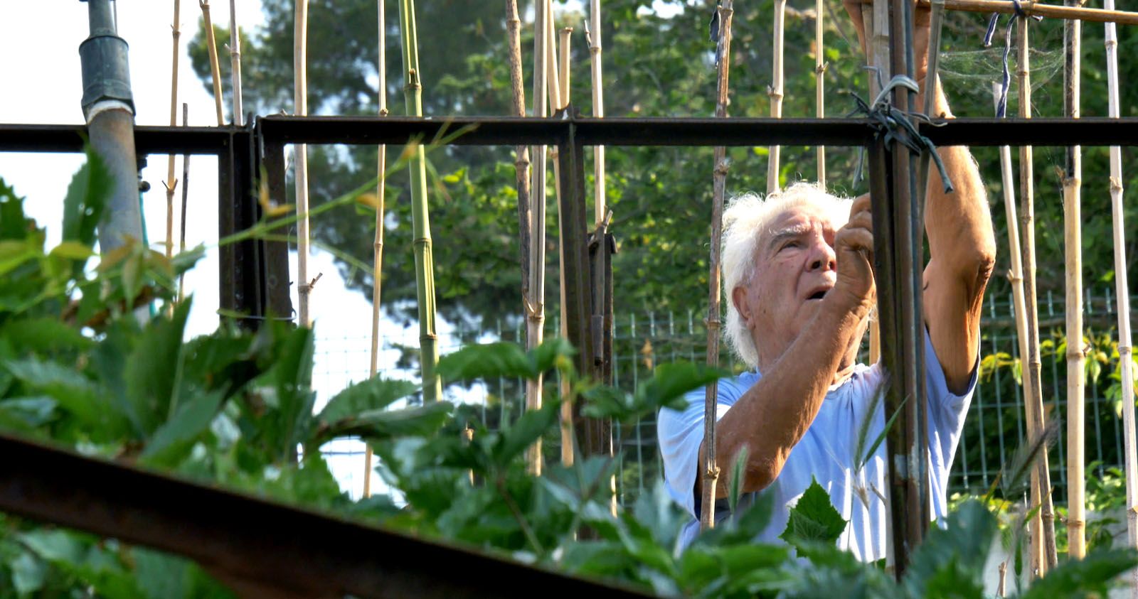 Le Potager De Mon Grand Père Film Complet Photo du film Le Potager de mon grand-père - Photo 16 sur 16 - AlloCiné
