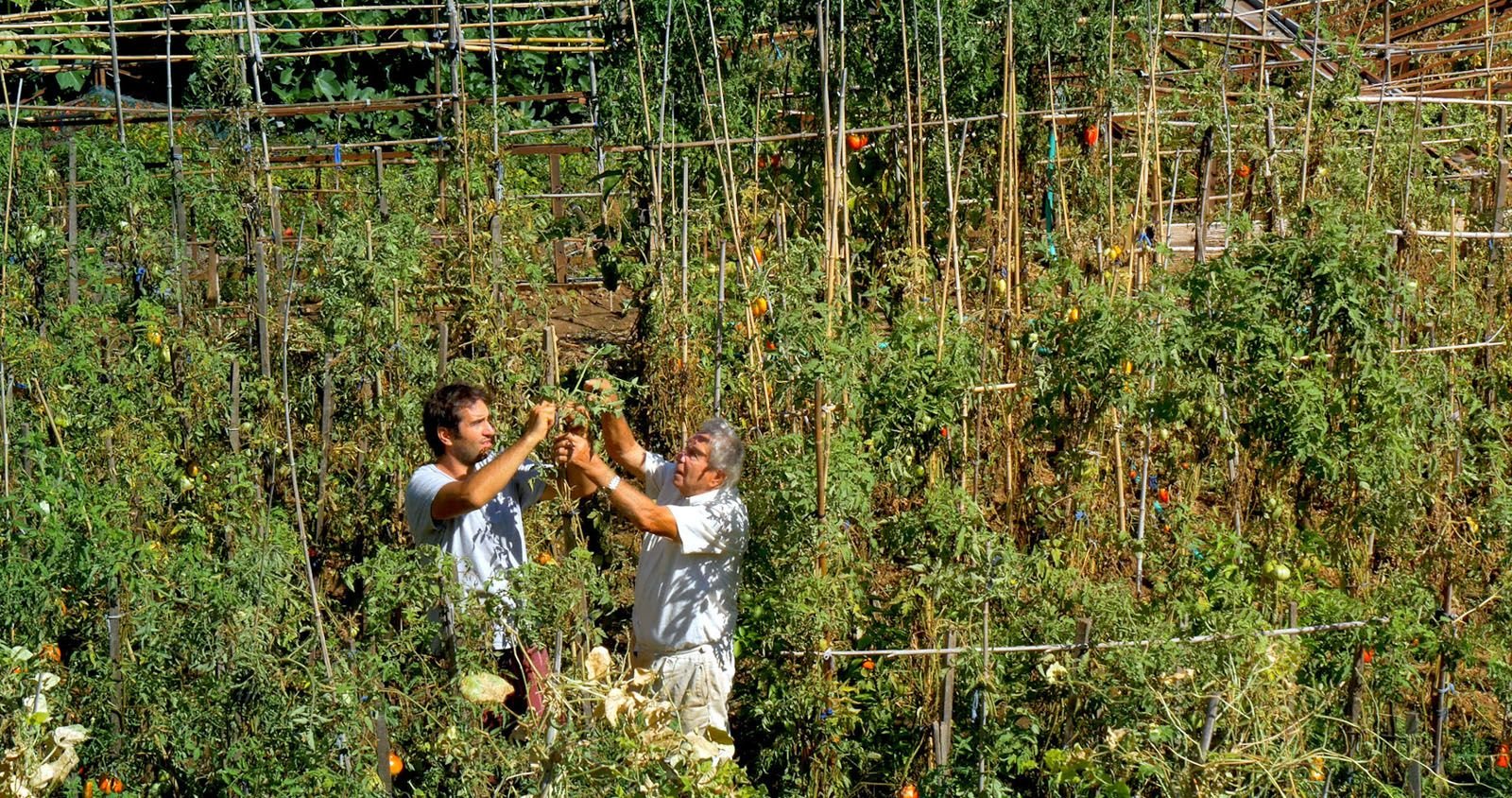 Le Potager De Mon Grand Père Film Complet Photo du film Le Potager de mon grand-père - Photo 14 sur 16 - AlloCiné