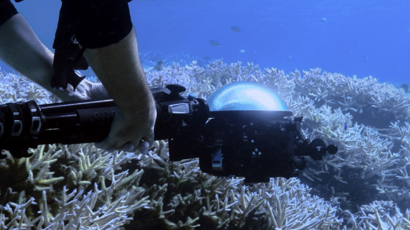 Photo du film Chasing Coral - Photo 2 sur 21 - AlloCiné