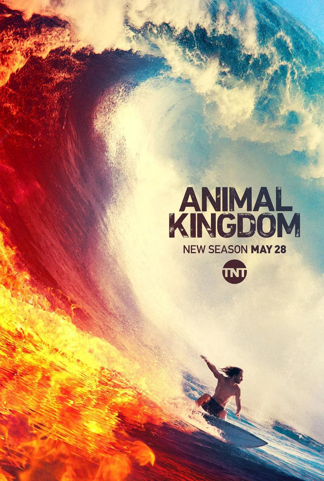 kingdom of animal s