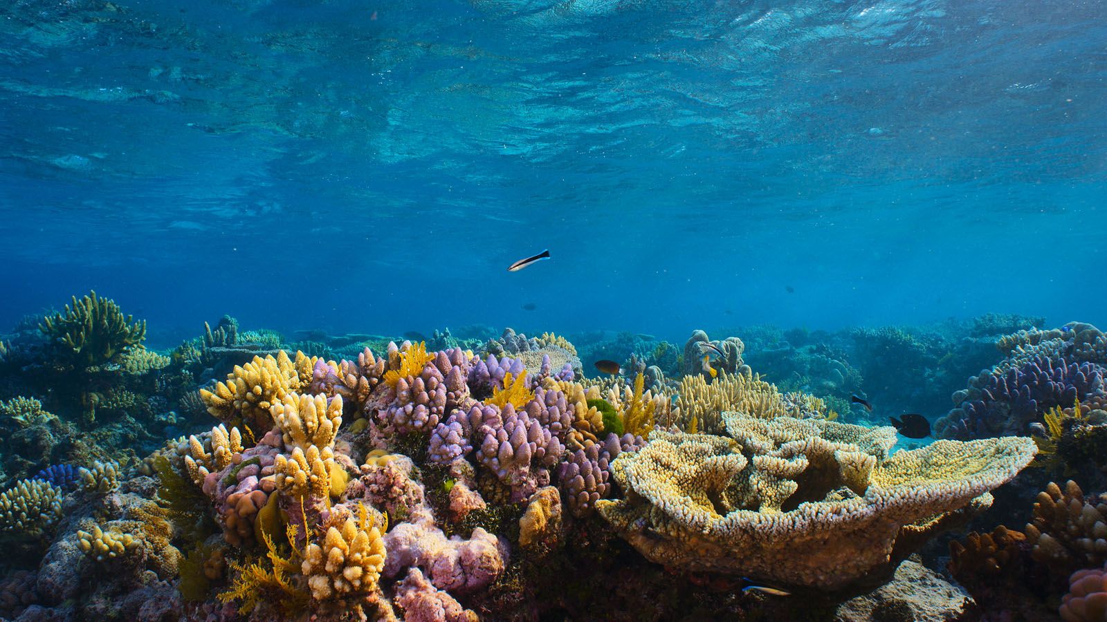 Photo du film Comme un poisson dans son récif - Photo 9 sur 11 - AlloCiné
