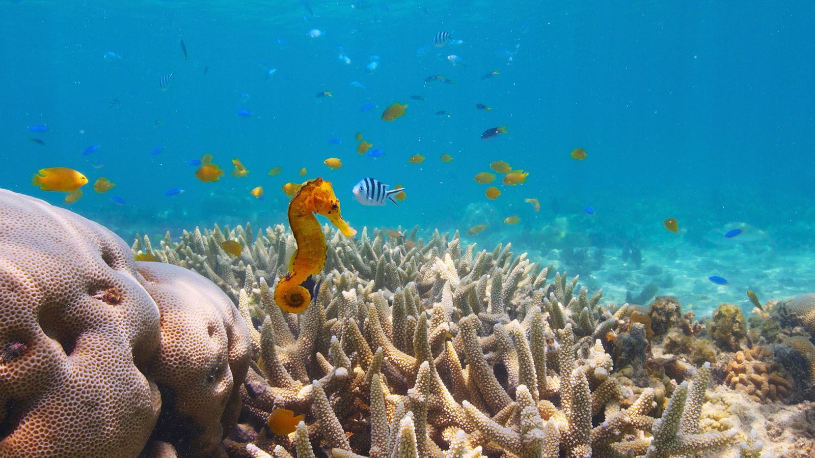 Photo du film Comme un poisson dans son récif - Photo 8 sur 11 - AlloCiné