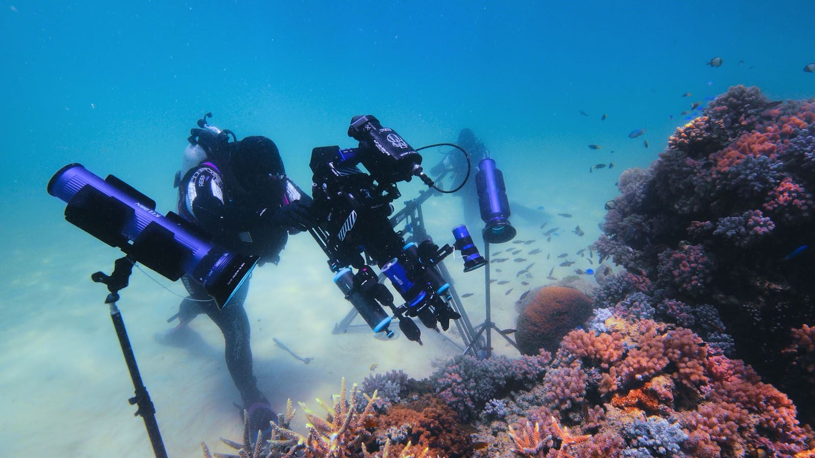 Photo du film Comme un poisson dans son récif - Photo 7 sur 11 - AlloCiné
