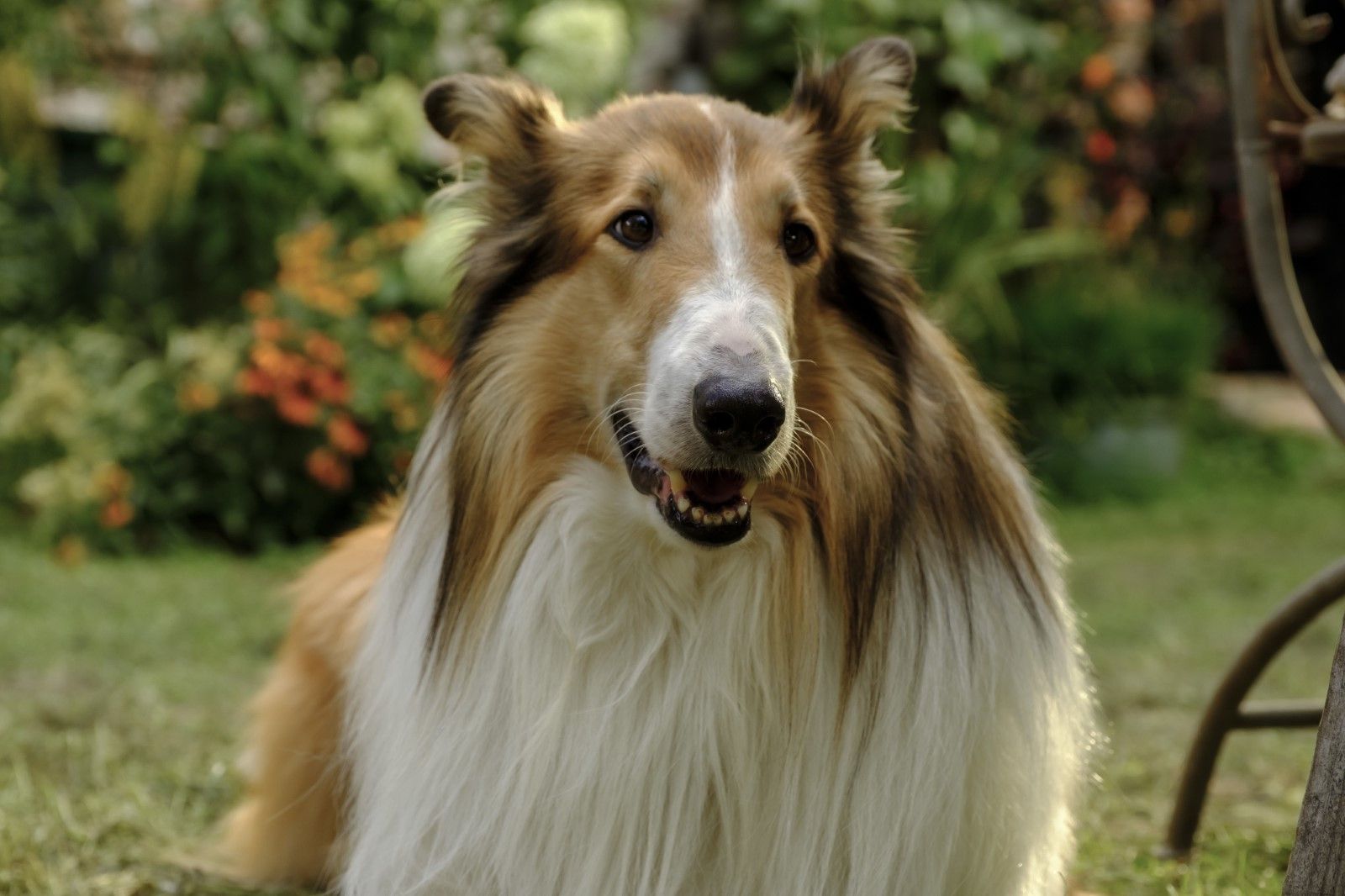Photo du film Lassie - Ein neues Abenteuer - Photo 42 sur 48 - AlloCiné