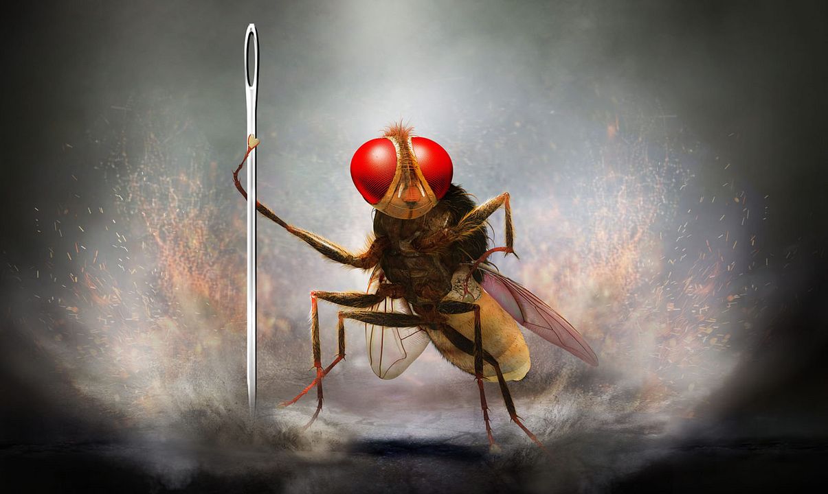 Eega, la mouche vengeresse : Photo