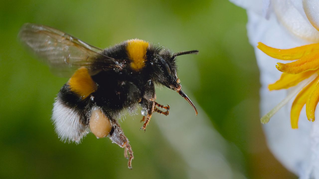 Les Secrets des abeilles  : Photo