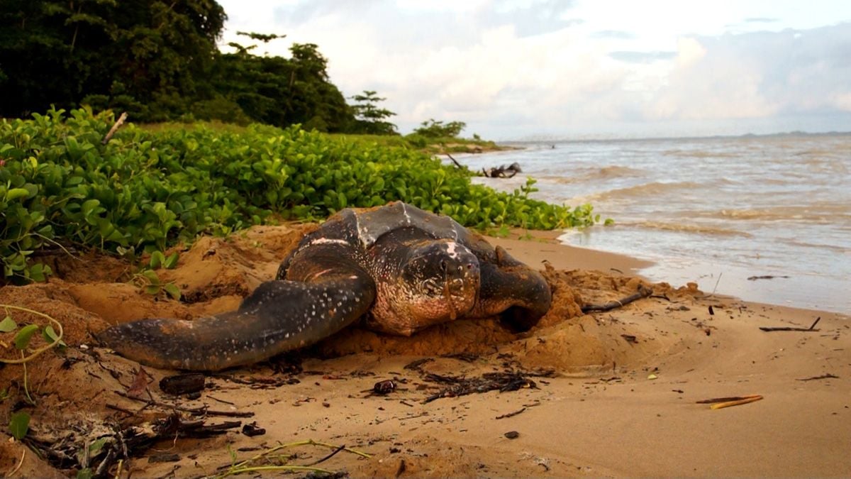 ALTAÏR conférences - Guyane, une pépite en Amazonie : Photo