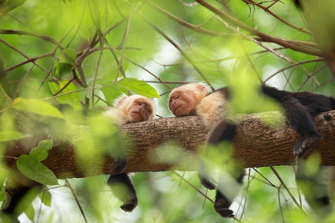 La Vie secrète des animaux : Photo