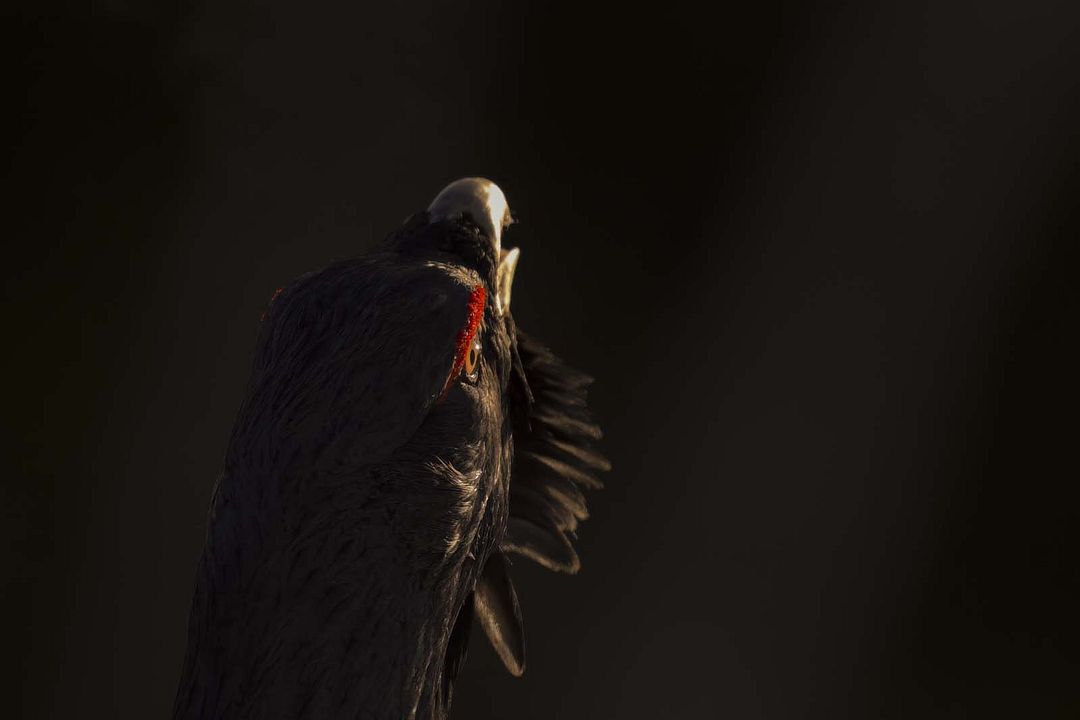 Le Chant des forêts : Photo