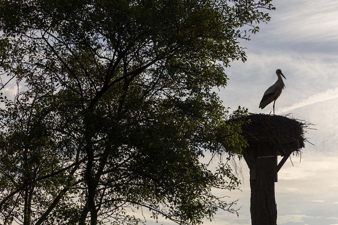 Daniel et la Cigogne : Photo