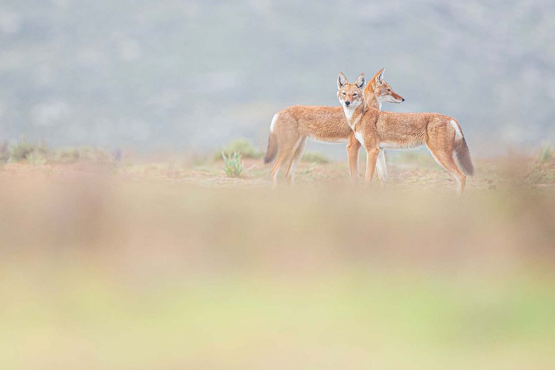 Le Secret du Loup d’Éthiopie : Photo