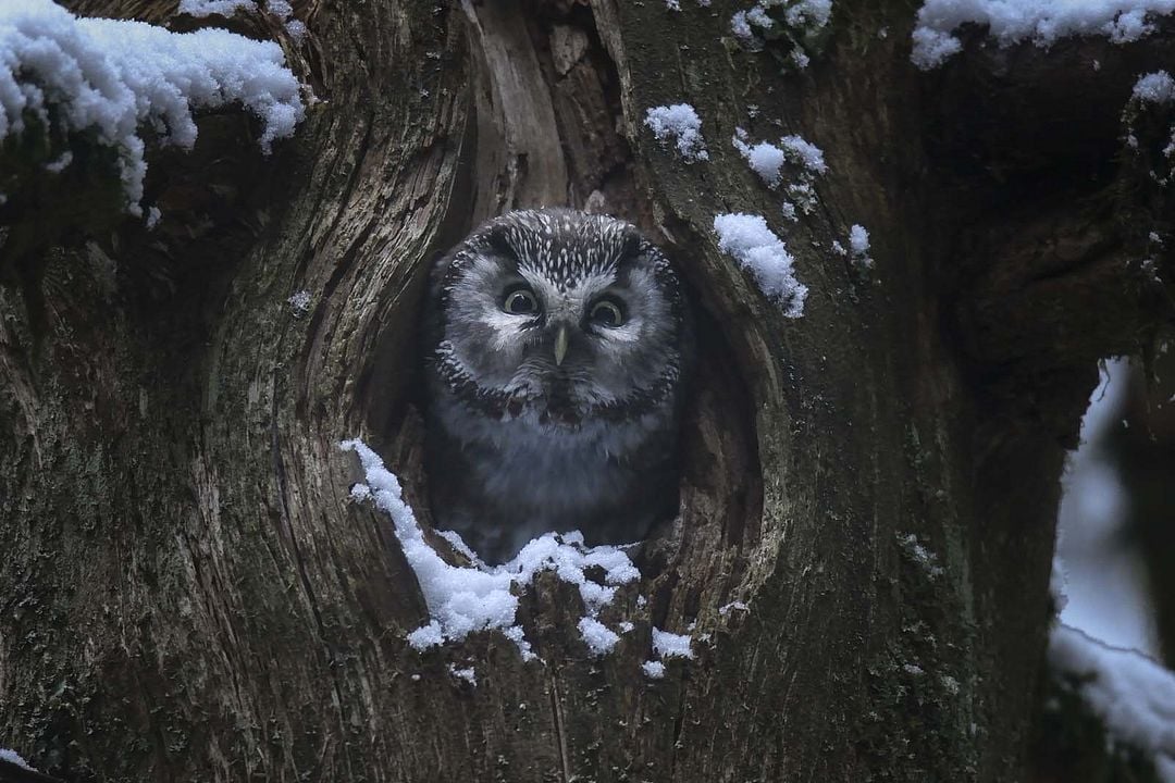 Le Chant des forêts : Photo