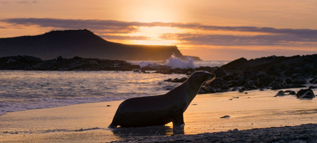 Otaries des Galápagos : Photo