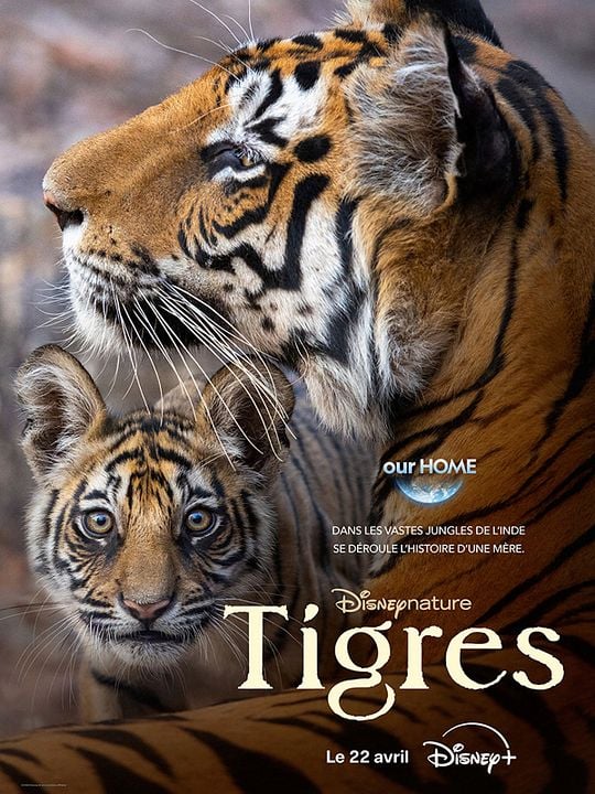 Tigres : Affiche