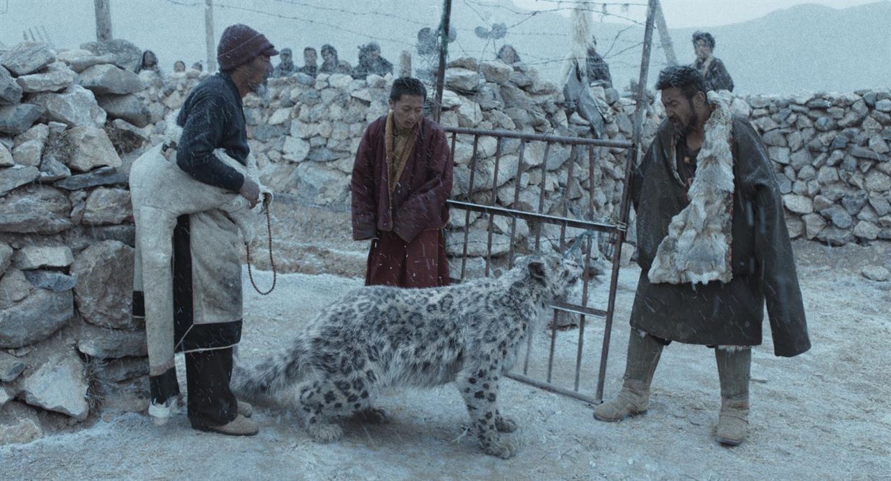 Le Léopard des neiges : Photo