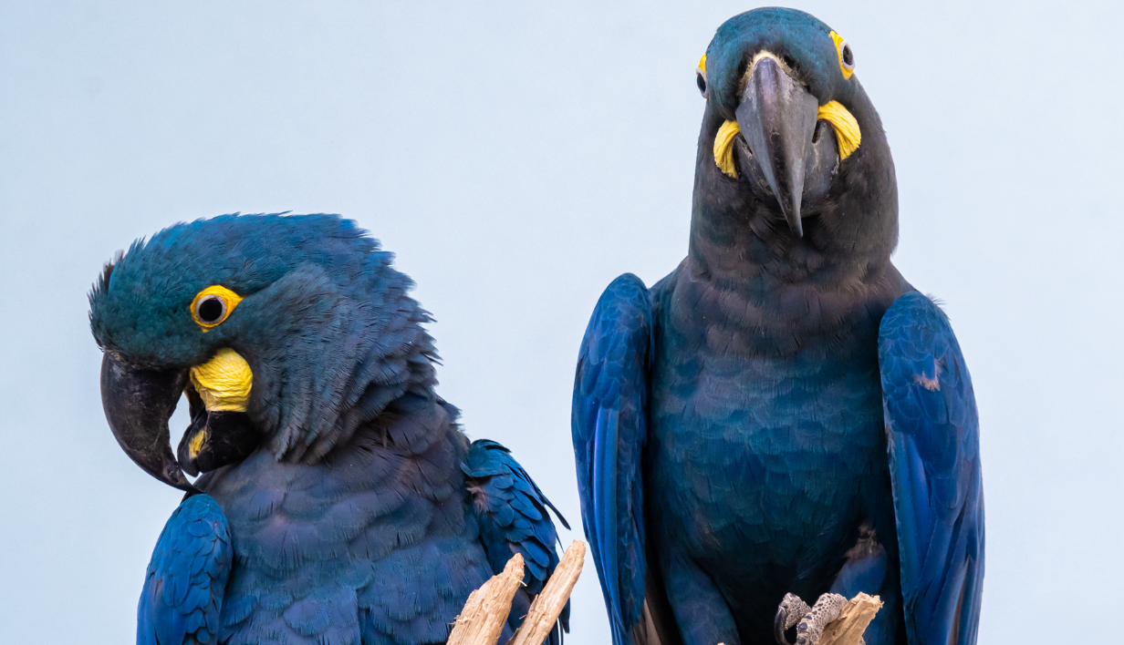 Escape from Extinction Rewilding : Photo