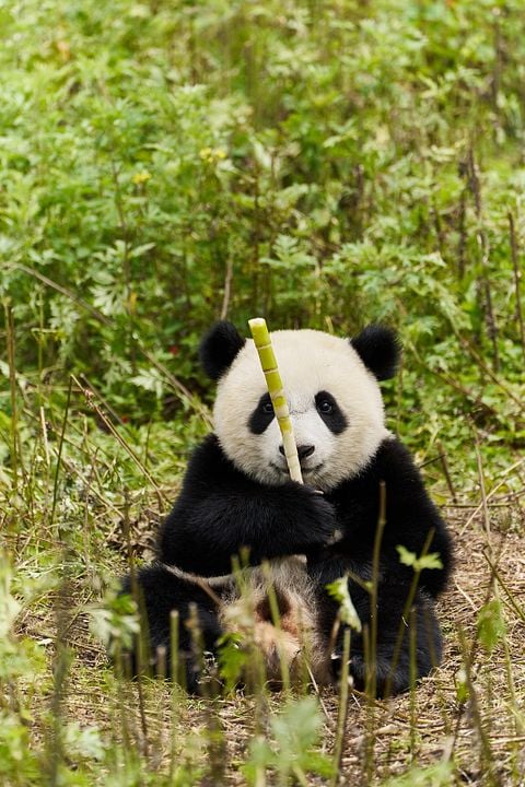 Moon Le Panda : Photo