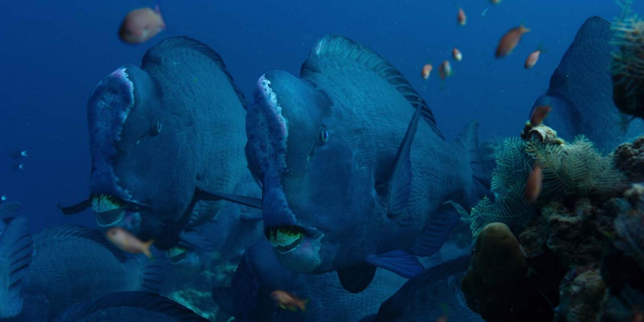 Nos océans : Photo