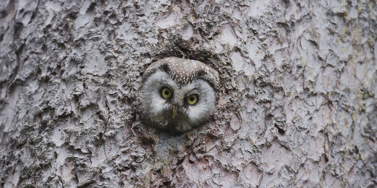 Le Temps des animaux : Photo