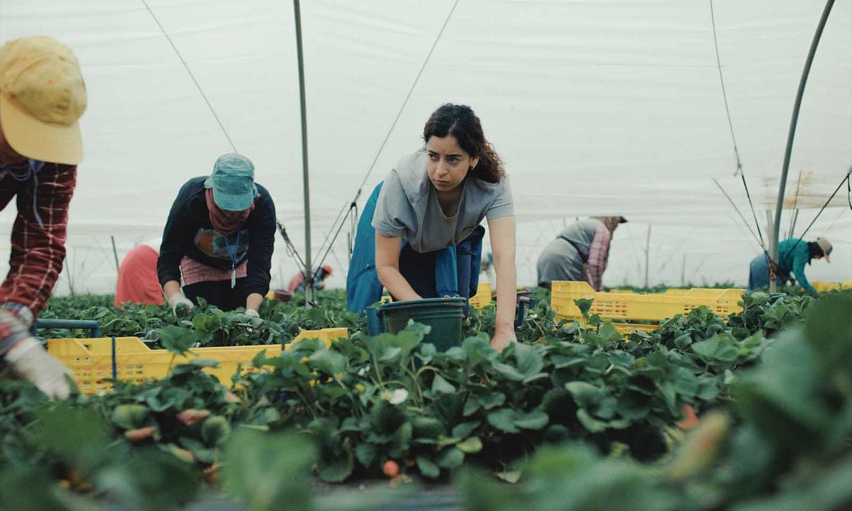 Les Fraises : Photo Nisrin Erradi