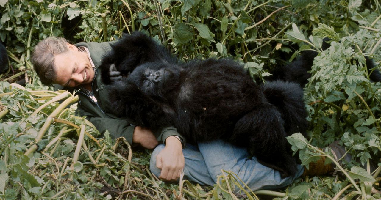 Une histoire de gorilles avec David Attenborough : Photo David Attenborough