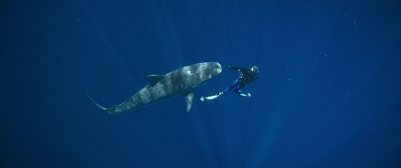 En paix avec les requins : Photo