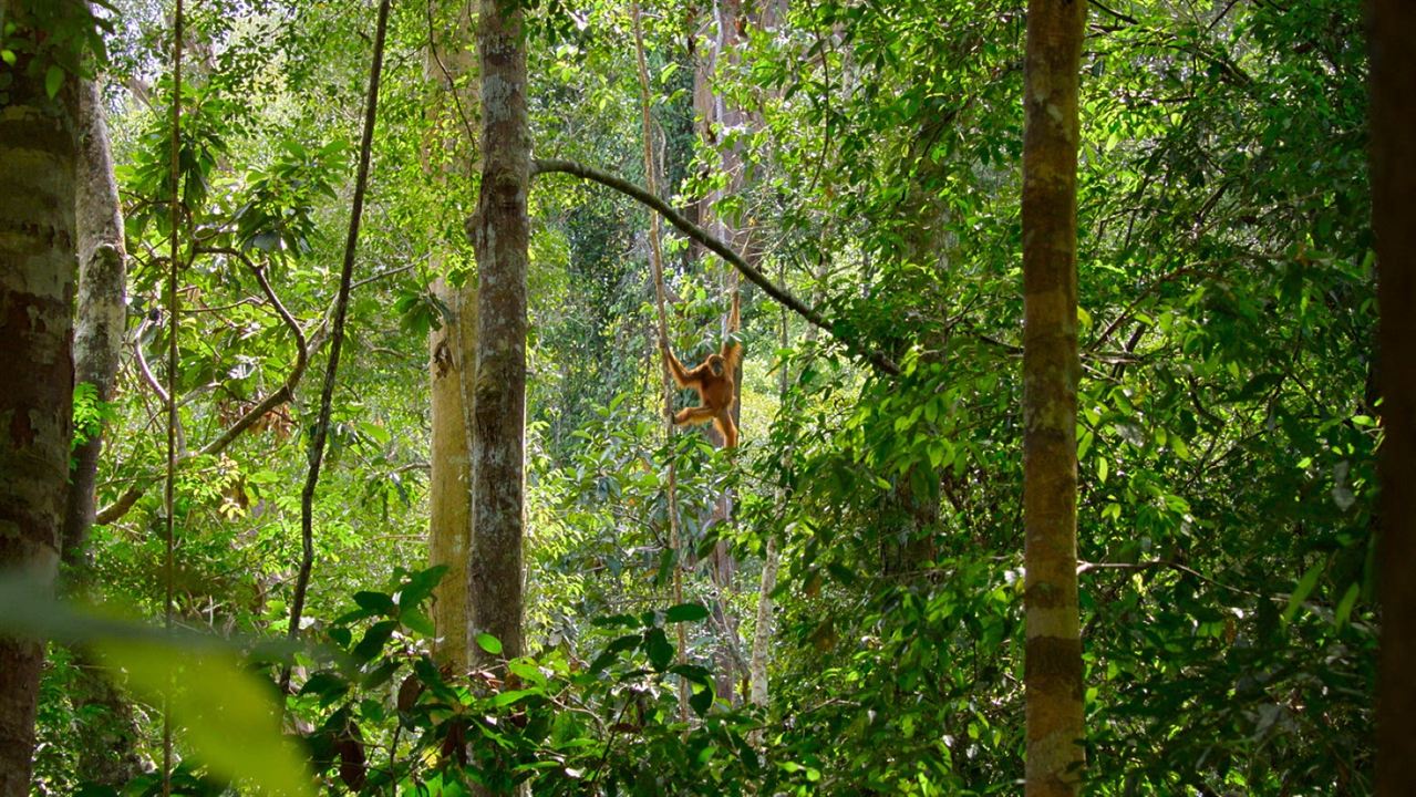 La Vie Secrète des Orangs-Outans : Photo