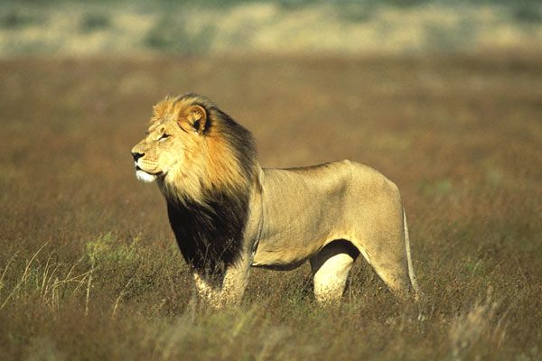 Lions, combat de rois au Kalahari : Photo Tim Liversedge