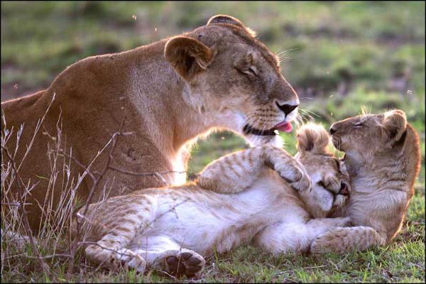 Les Animaux amoureux : Photo Laurent Charbonnier