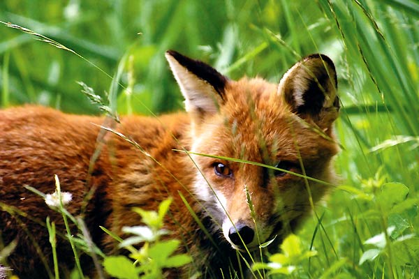 Le renard et l'enfant : Photo